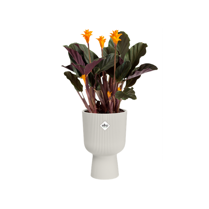 vibes fold coupe 14cm blanc soie